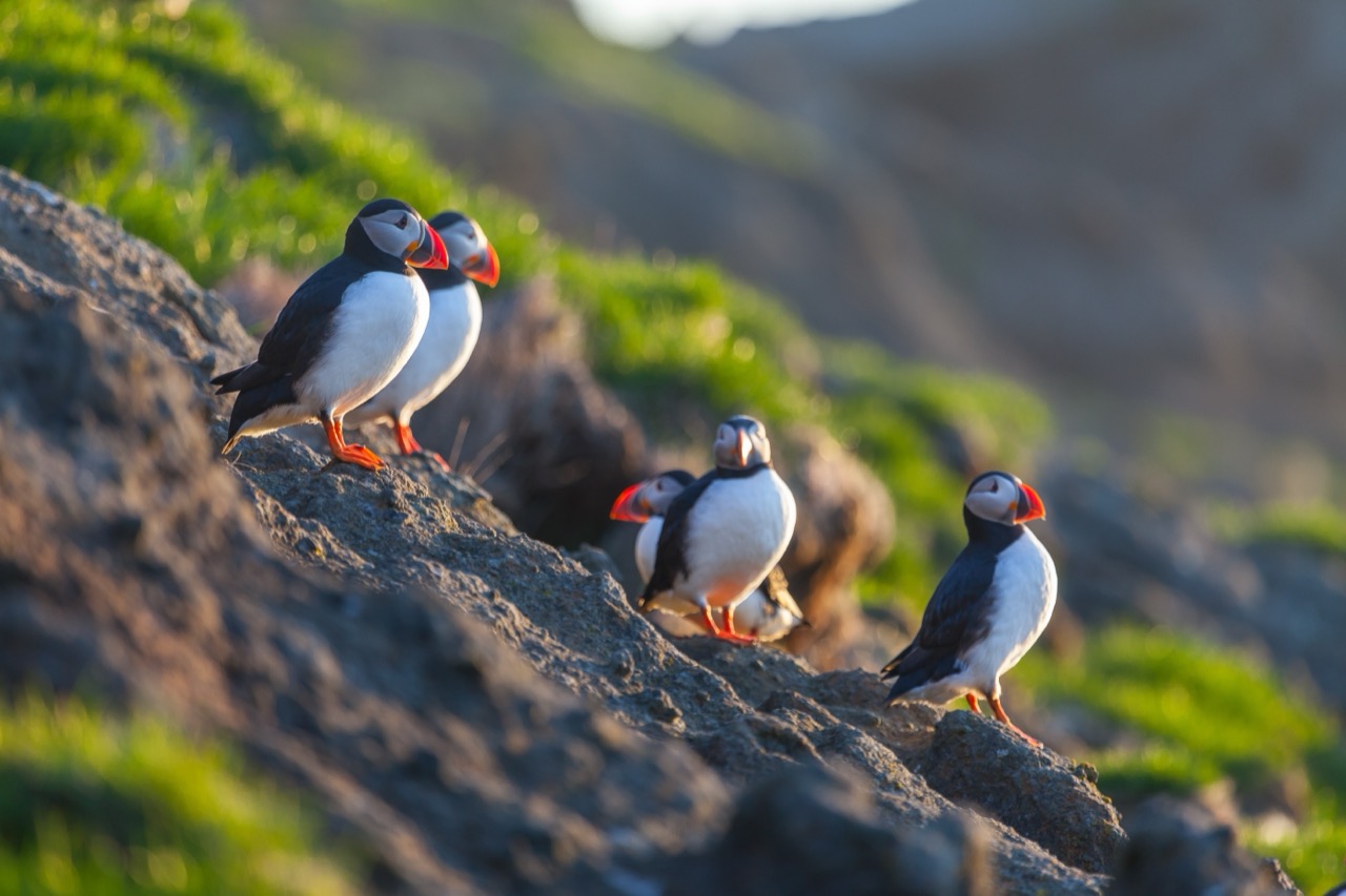 Fantastic Feathers and Where to Find Them: An Exploration of the Puffin