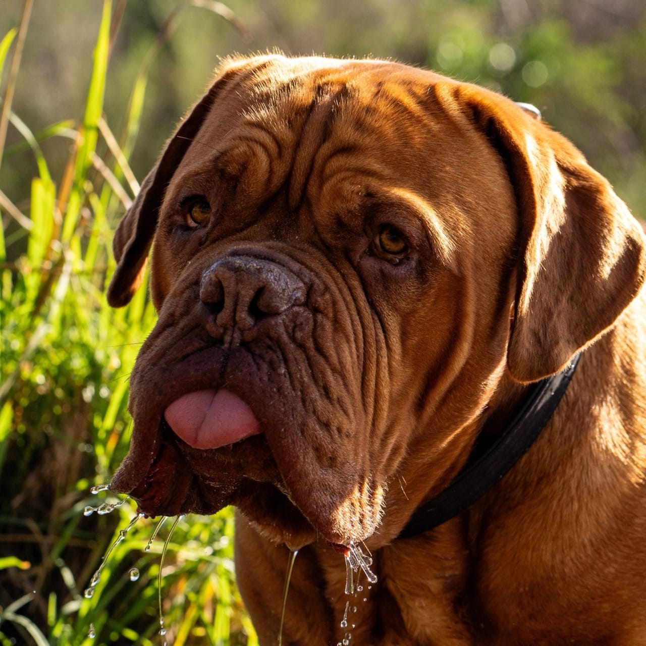 Meet Hooch: The Drooling Dynamo from Turner & Hooch – All About the Dog Breed