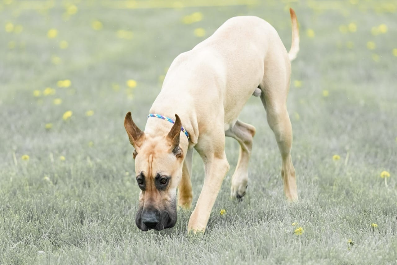 Meet Marmaduke: The Lovable Giant from the Comics – All About the Great Dane