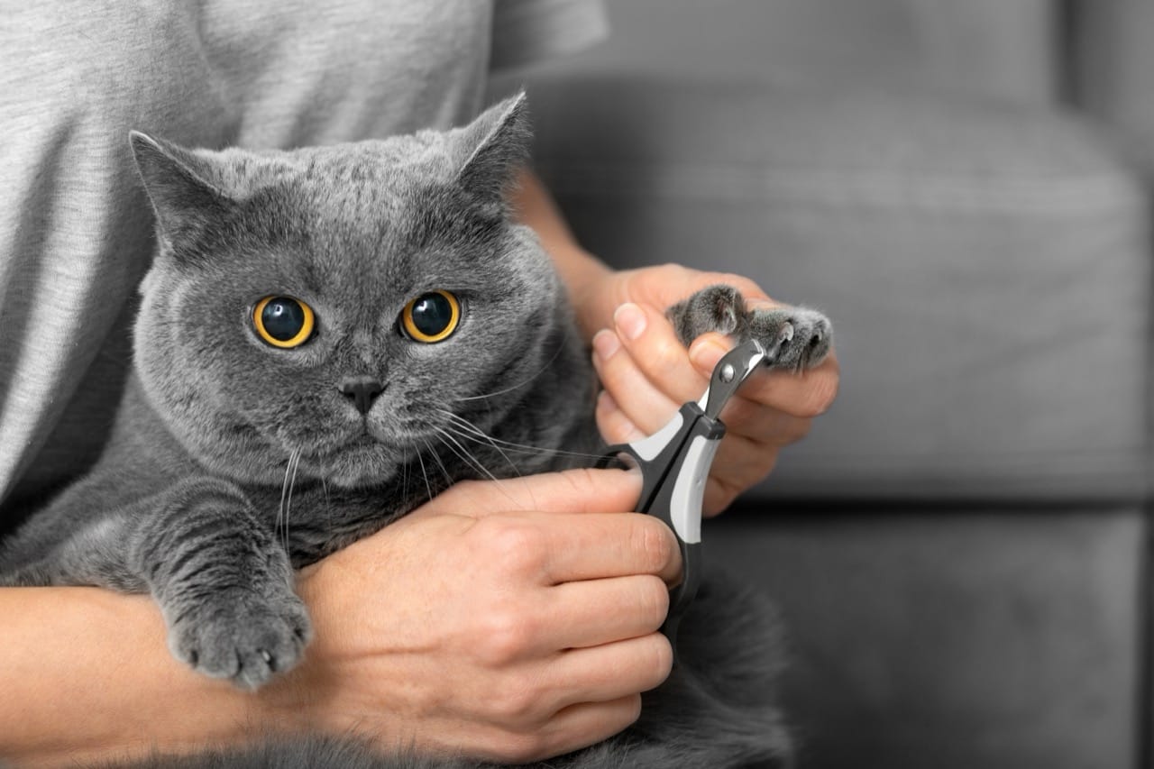 Should I Trim My Cat’s Claws? Ethical Downfalls, Dangers and Solutions