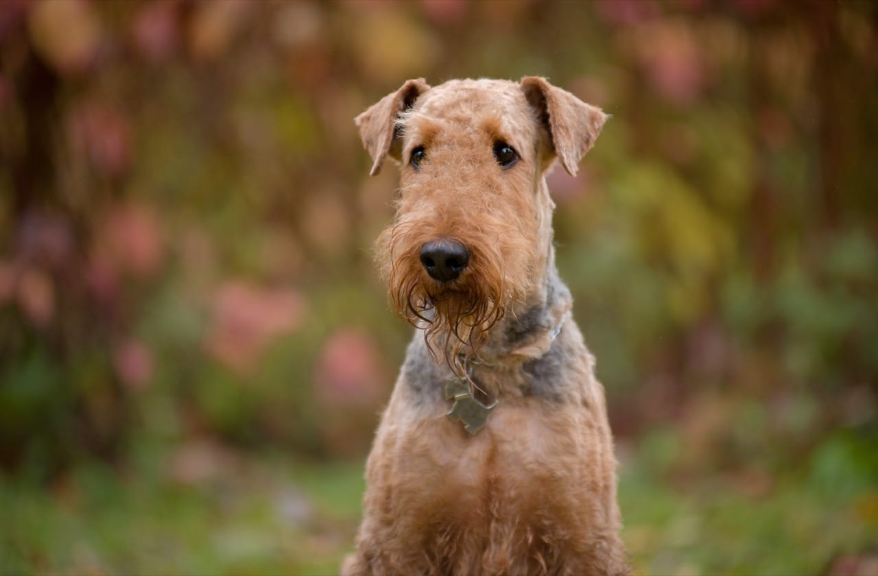 Airedale Terrier