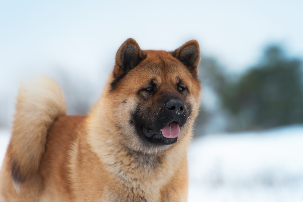 Akita