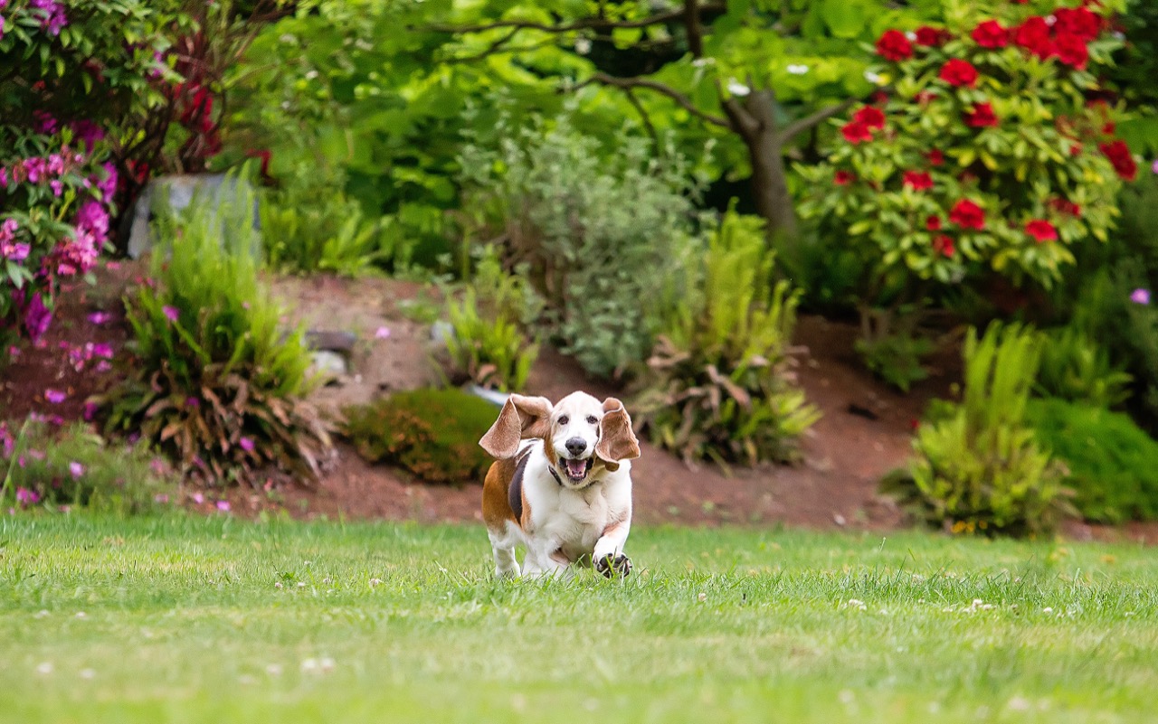 Basset Hound