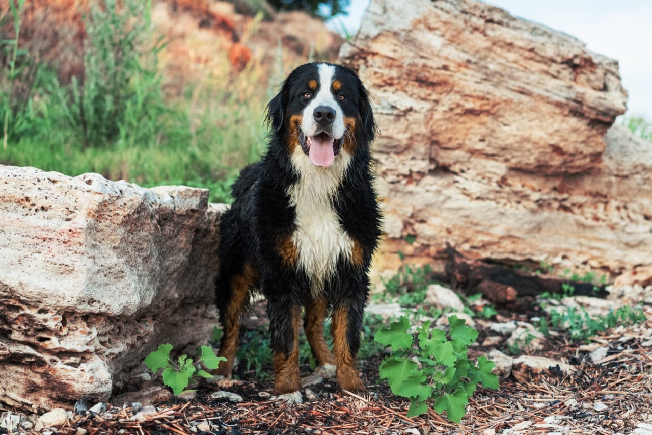 Bernese Mountain Dog