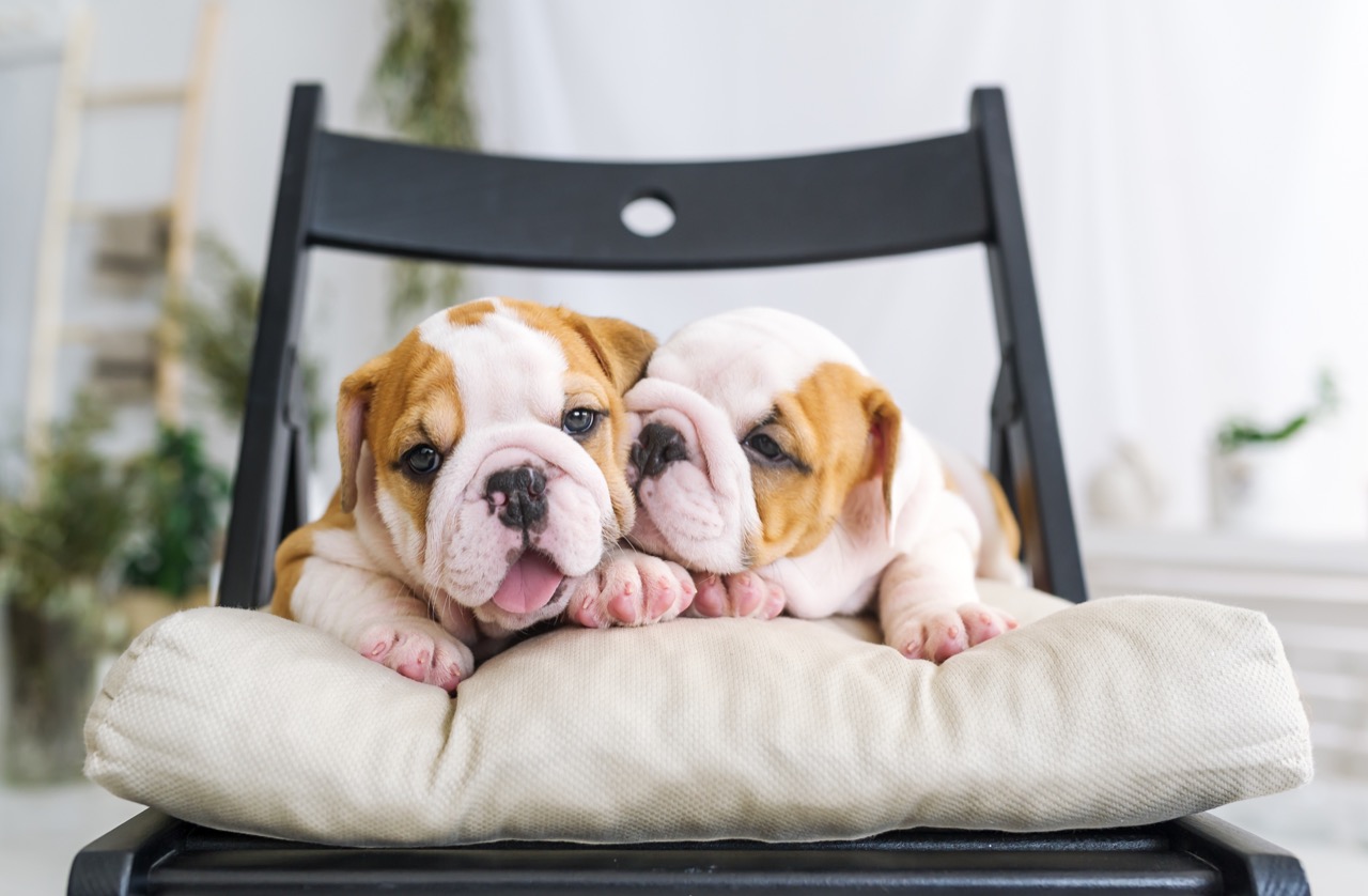 Bulldog