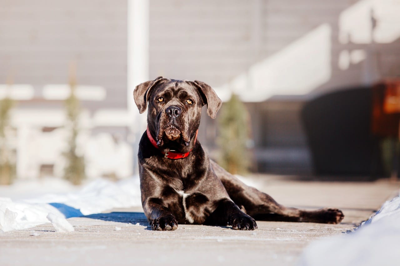 Cane Corso
