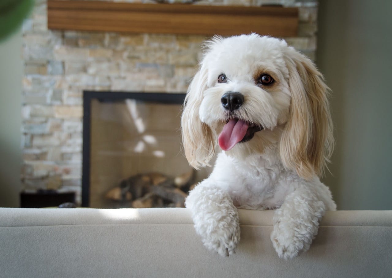 Cockapoo