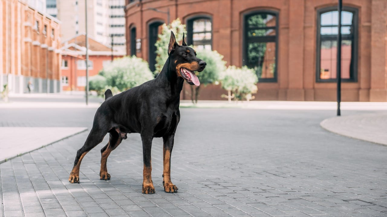 Doberman Pinscher