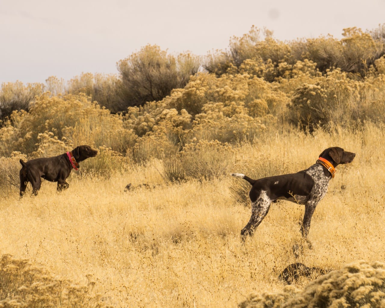 German Shorthaired Pointer