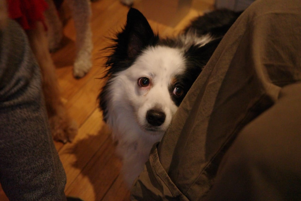 Mini Australian Shepherd