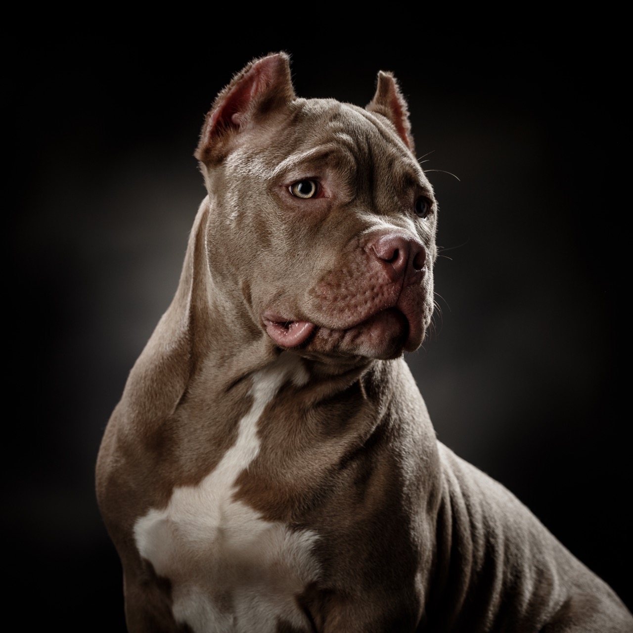 Pitbull