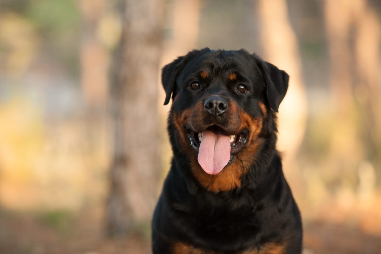 Rottweiler