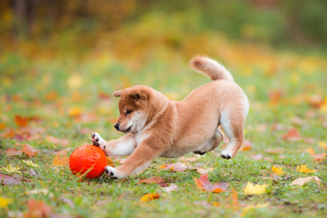 Shiba Inu