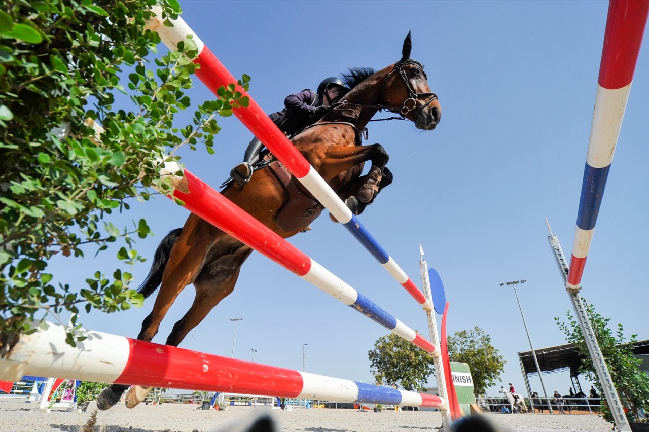 Test Your Knowledge: The Olympic Animal Quiz