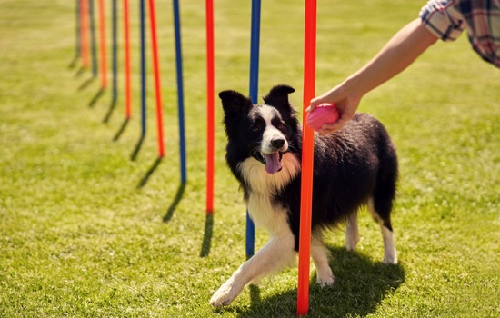 Olympic Animal Athletes Quiz