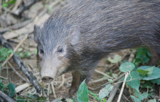 Quokkas, Tuataras, & Kakapos: Rare Animal Trivia