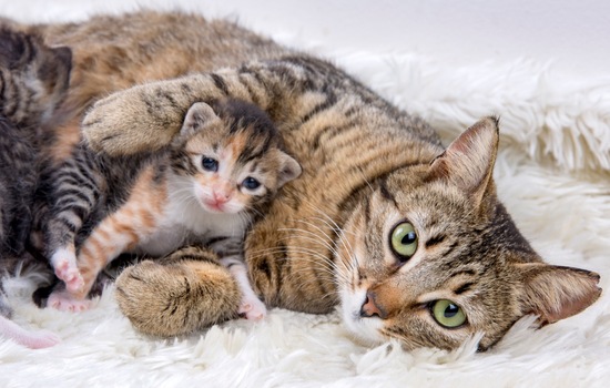 Test Your Knowledge About Animal Parenting