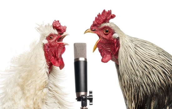 Test Your Knowledge Of Animals And Music