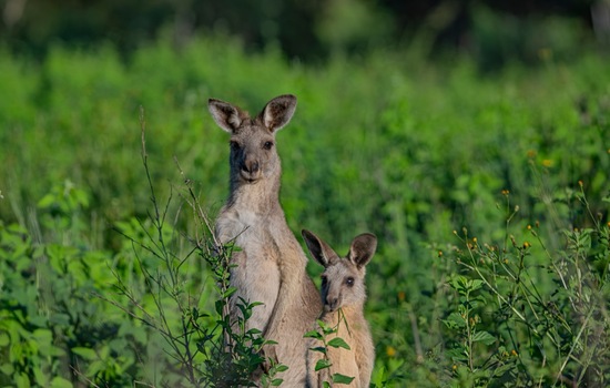 Baby Kangaroo Trivia Challenge