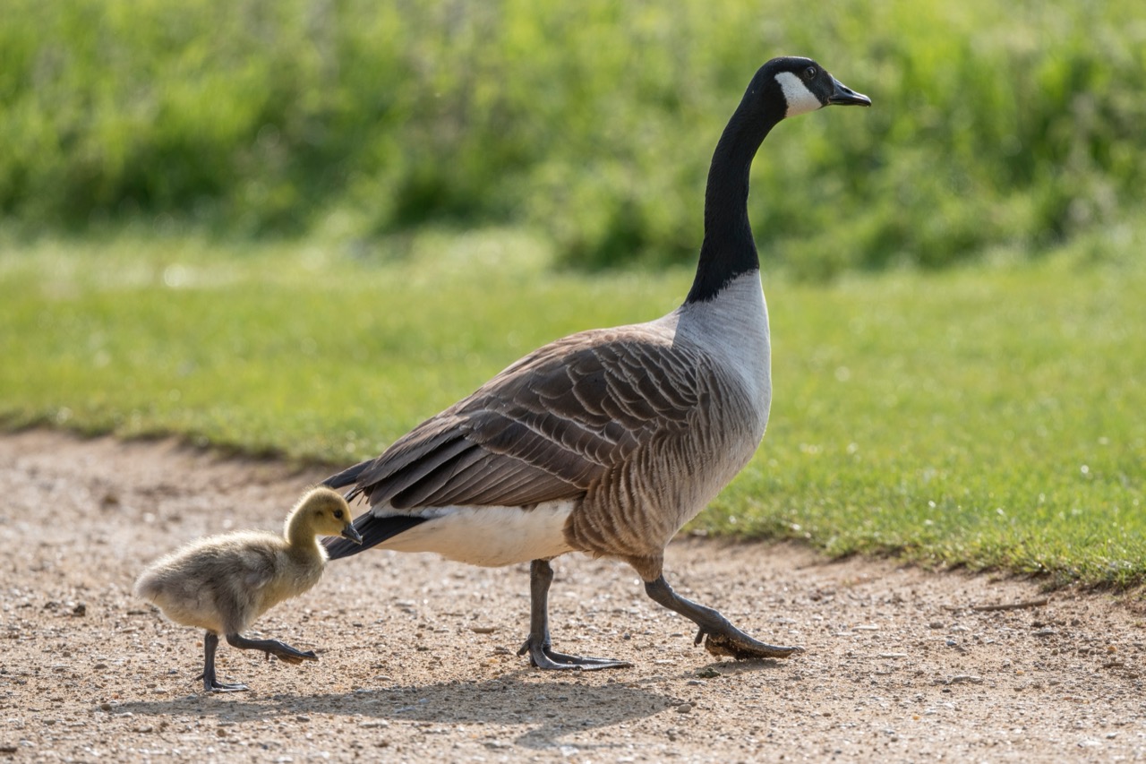 Test Your Knowledge: The Incredible Canada Goose