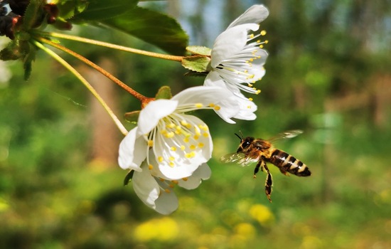 How Well Do You Know Bees?