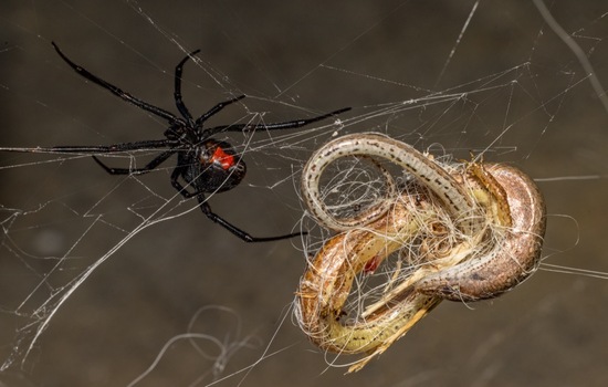 Test Your Knowledge On The Spiders Of Australia