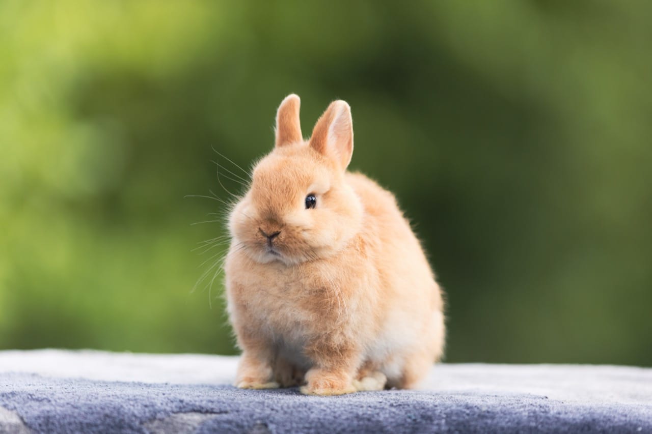 Dwarf Rabbit Knowledge Quiz