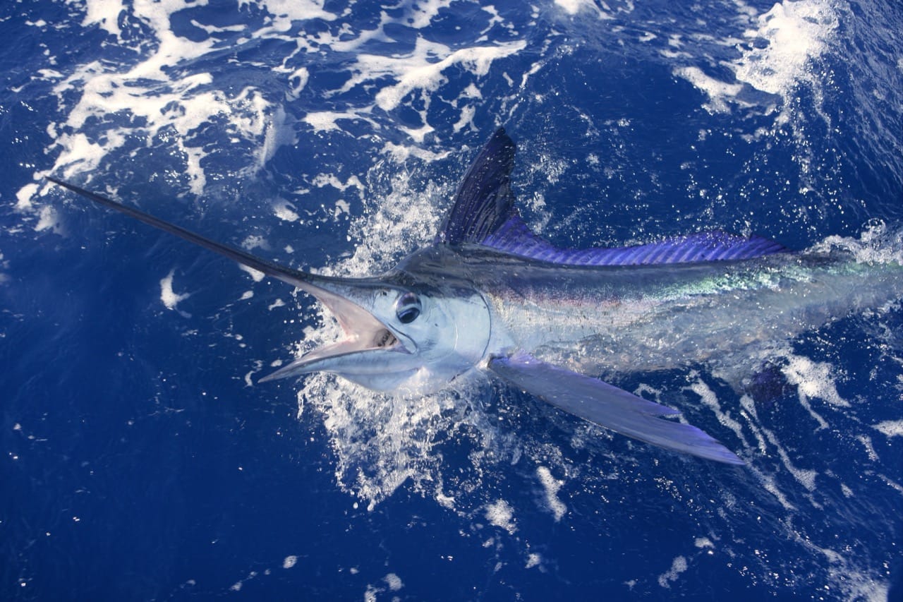 White Marlin Mastery