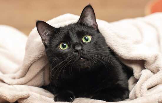 Cat Sitting Quiz: Test Your Feline Care Knowledge!