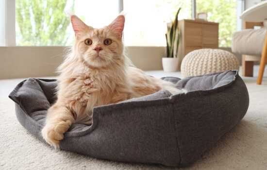 Maine Coon Cat Trivia