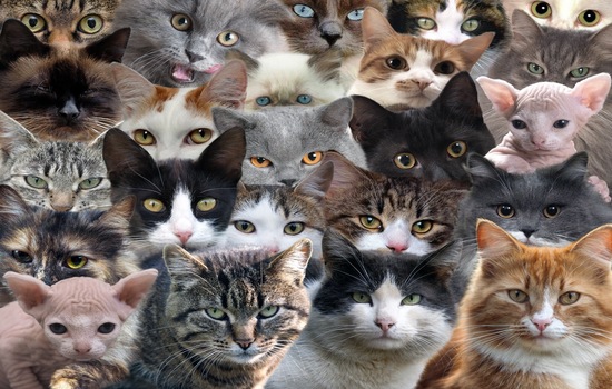 How Many Cats Is Too Many? Find Out if You're a Certified Cat Lady