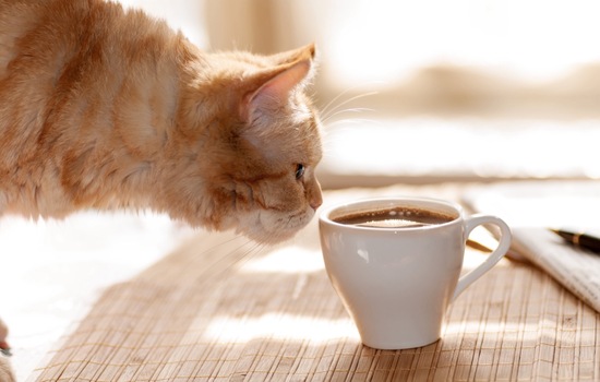 Which Coffee Drink Matches Your Animal Personality?