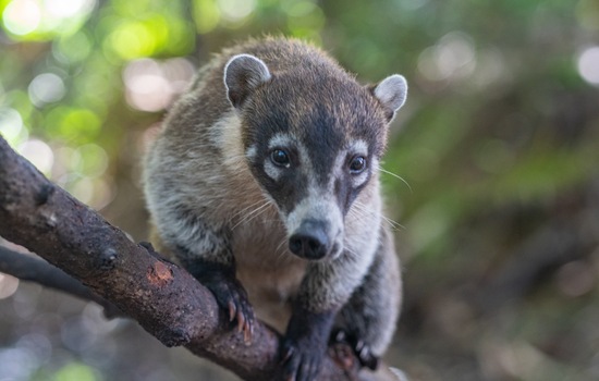 Are you a cute Coati? Take this quiz to find out!