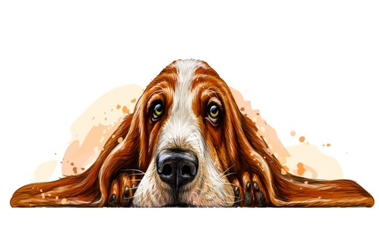 Basset Hound Breeds Quiz: Test Your Knowledge!