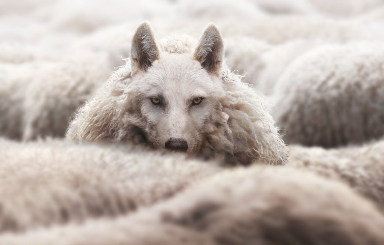 Are You A Wolf in Sheep's Clothing?