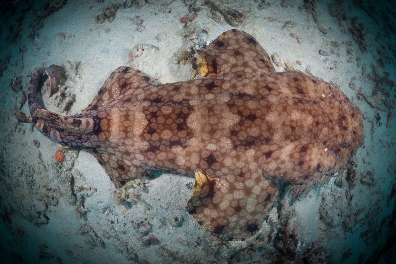 Wobbegong Wonders: Test Your Knowledge of a Fascinating Shark Species