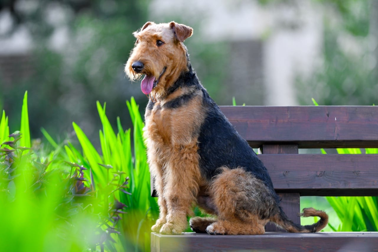 Airedale Terrier Trivia Challenge