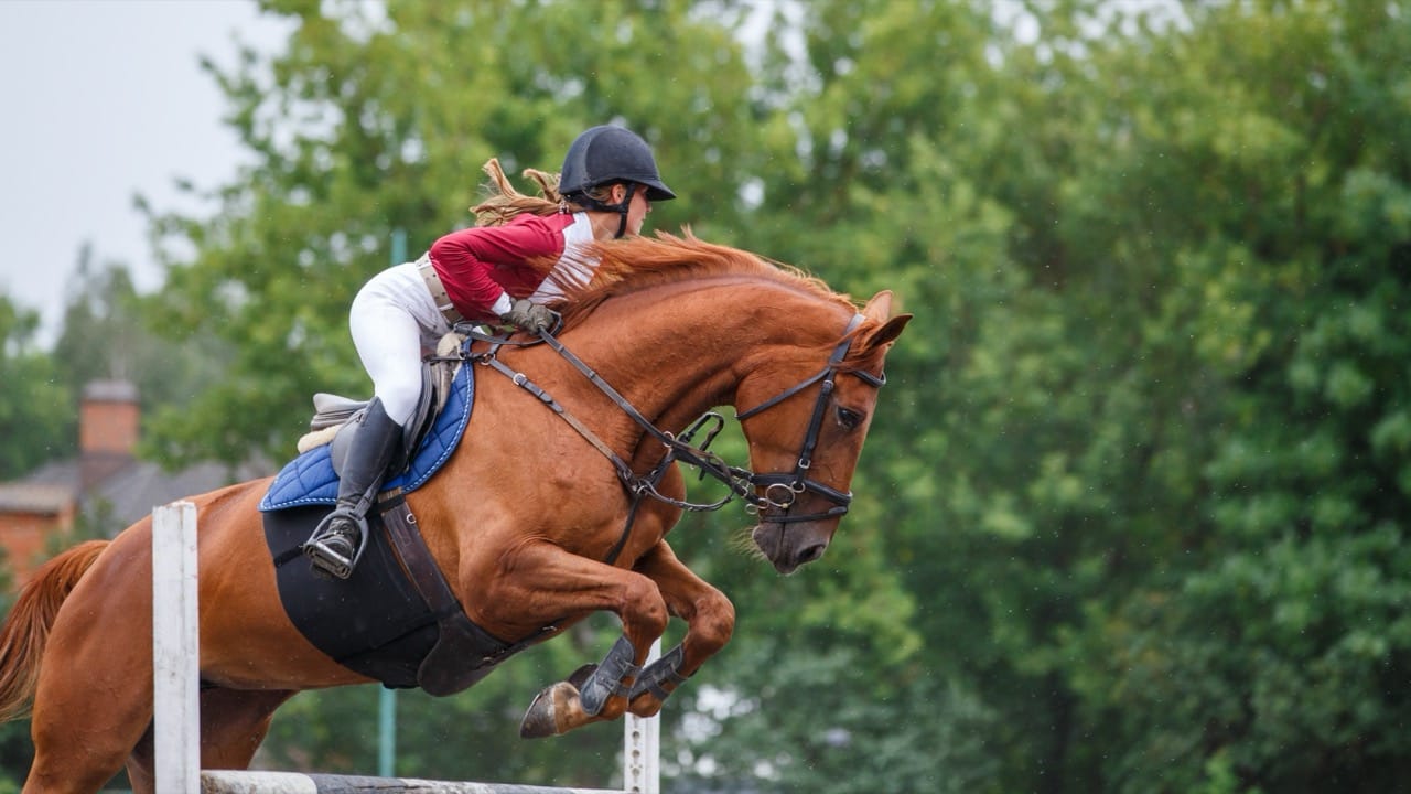 Test Your Knowledge: Equestrian Sports and Events Quiz