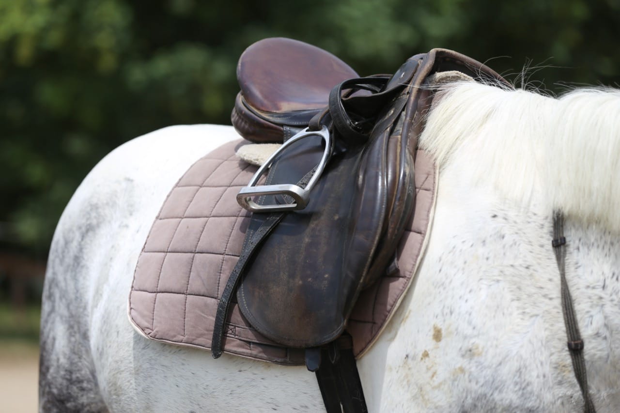 Horse Equipment Identification Quiz