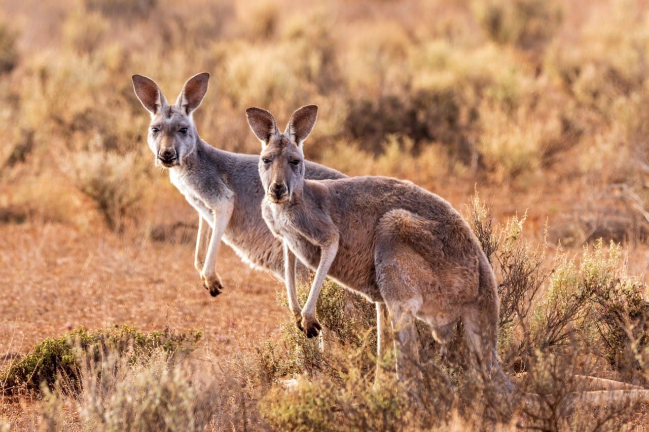 Which Animal Parent Would You Be?