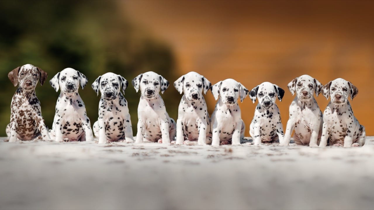 101 Dalmatians Movie Quiz