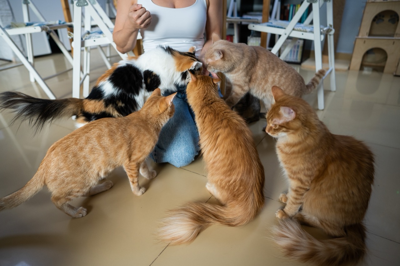 Crazy Cat Lady or Full-Fledged Feline Fanatic? Take the Quiz to Find Out!