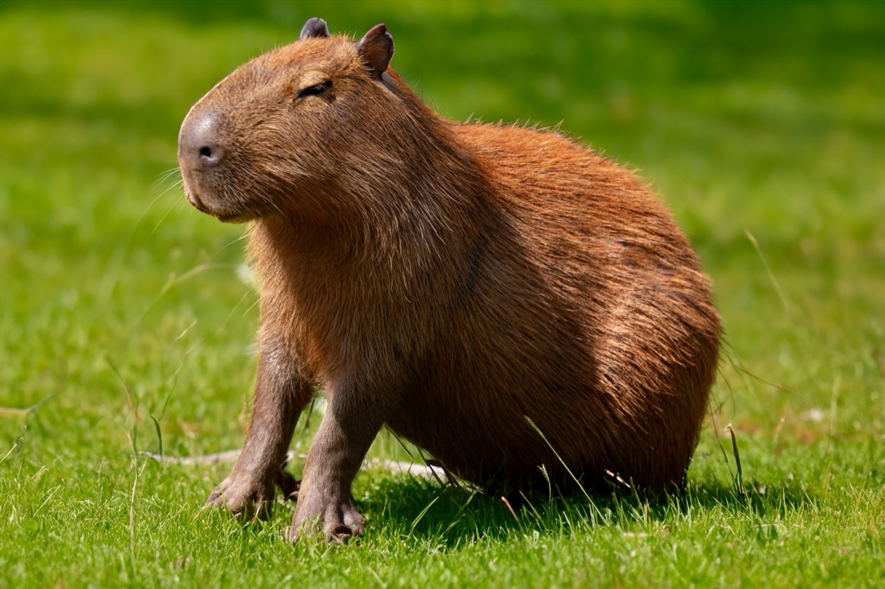 Capybara Chronicles: The Ultimate Trivia Quiz