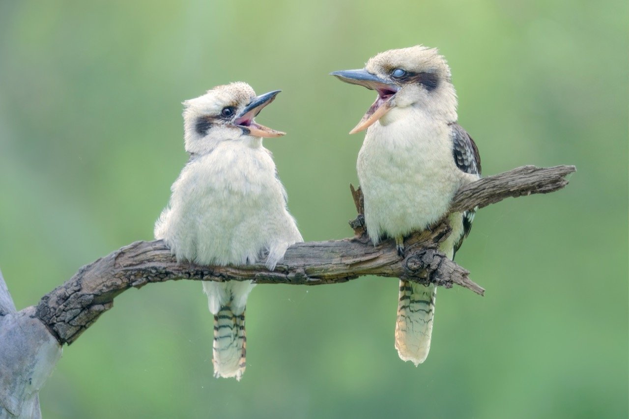 The Laughing Legends: A Kookaburra Quiz Adventure