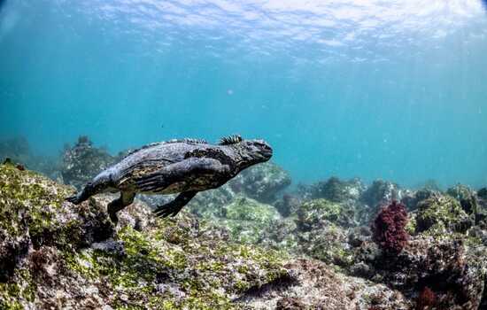 Unraveling the Mysteries of the Marine Iguana