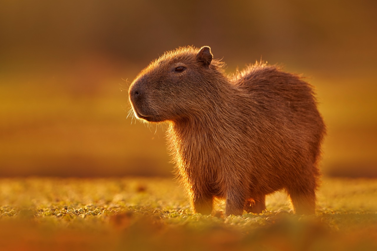 Mud Baths and Mellow Munchers: Inside the Secret Life of Capybaras