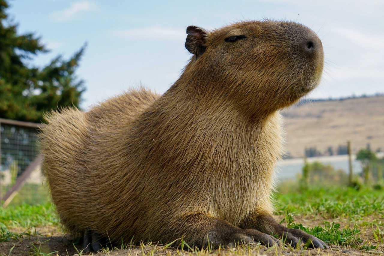 Capybara Confidential: Inside the Life of the World’s Chillest Rodent