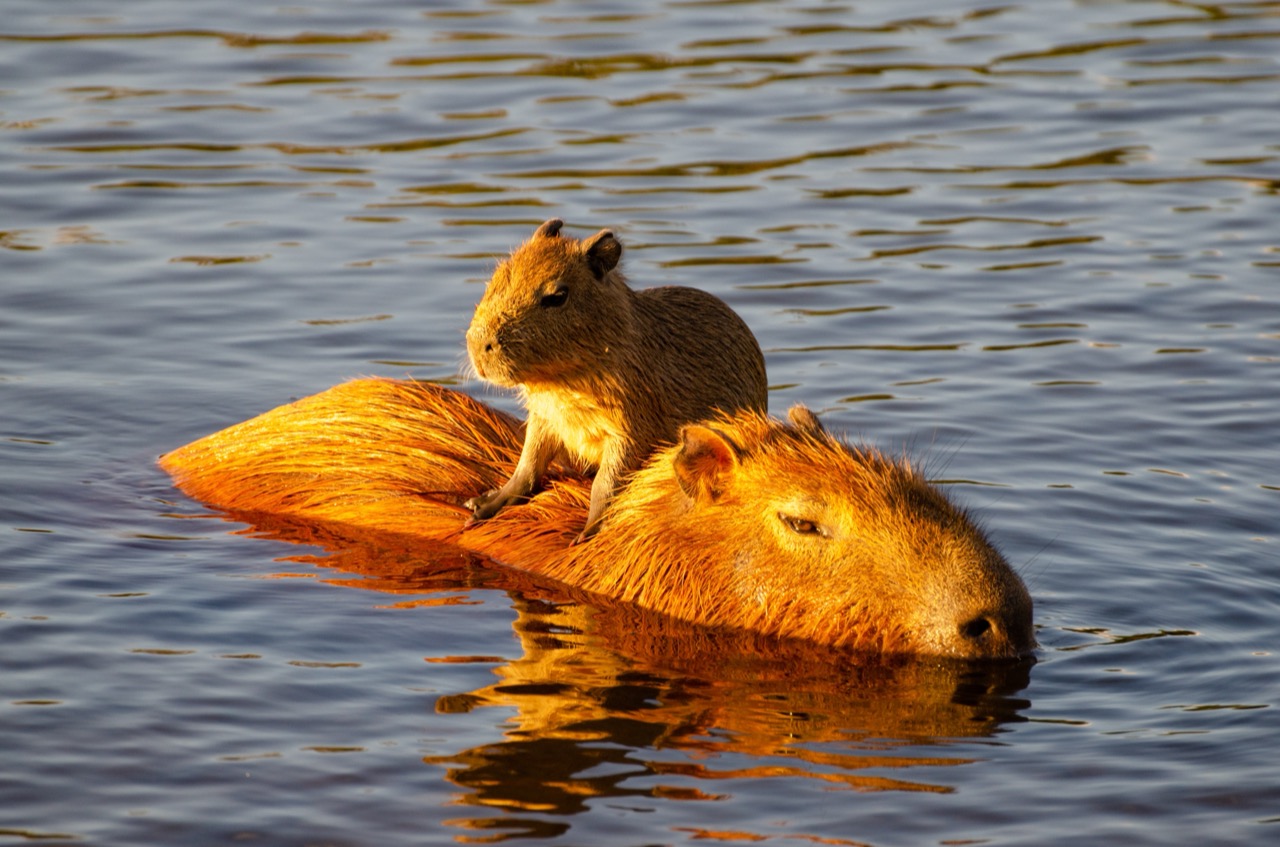 Capybara Chronicles: The Chill Giants of the Wetlands