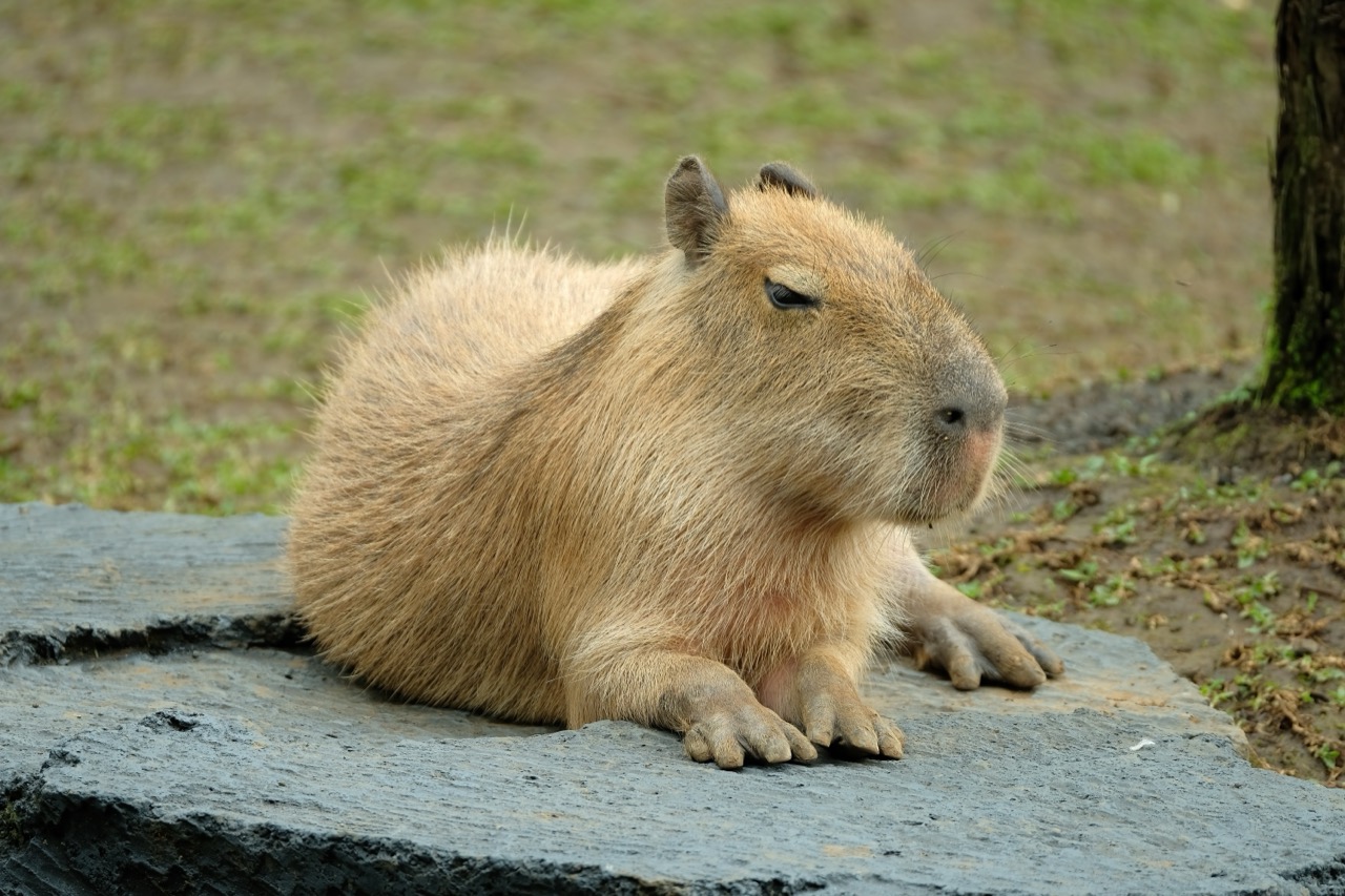 Marshside Thinkers: The Capybara Curiosity Challenge