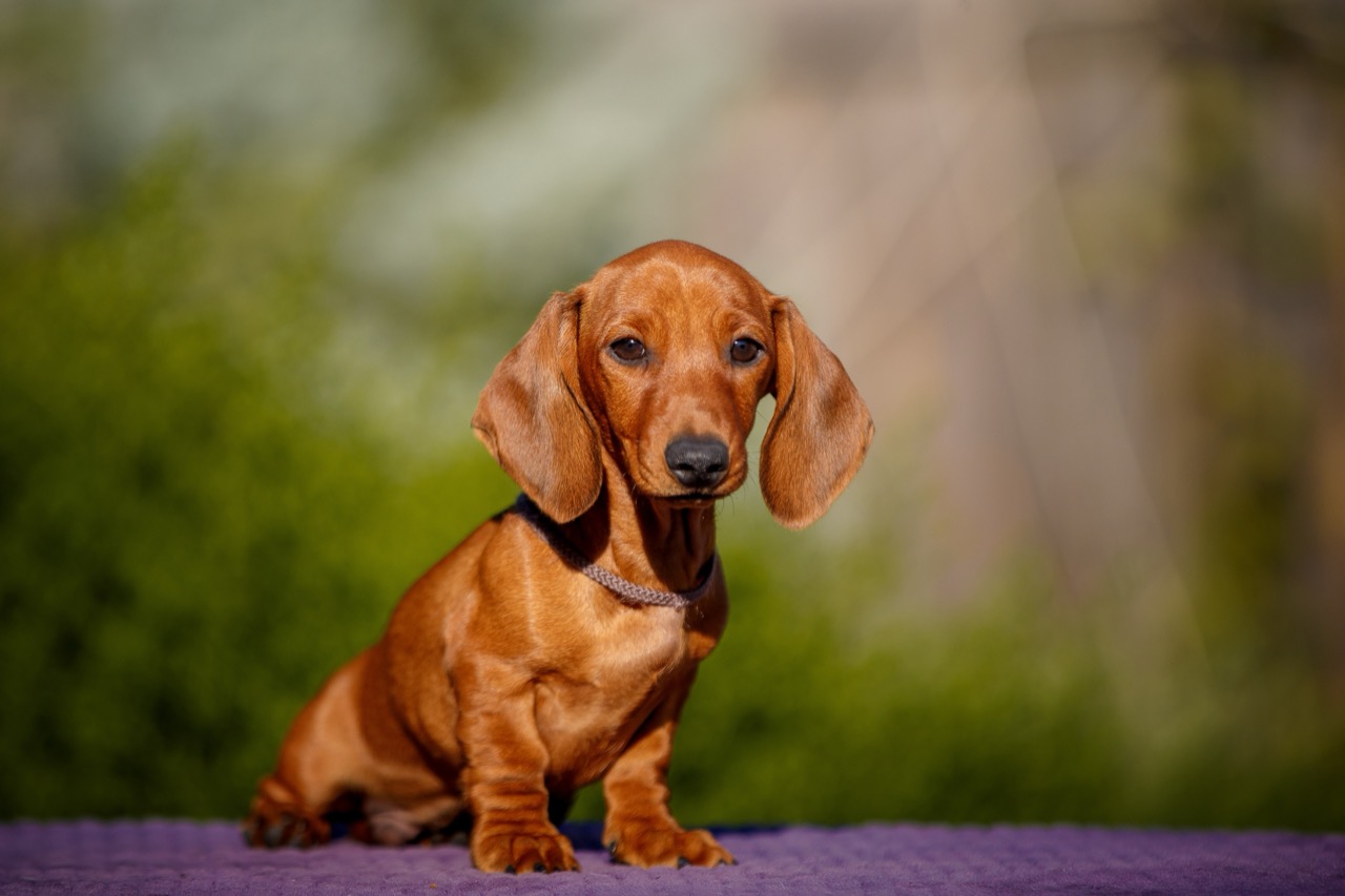 Long Legends: The Big Stories Behind Small Dachshunds